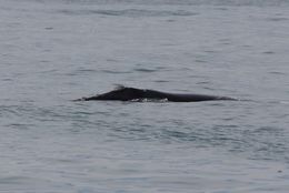 Image of Right whale