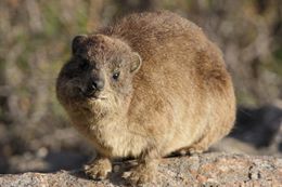 Image of Rock Hyrax