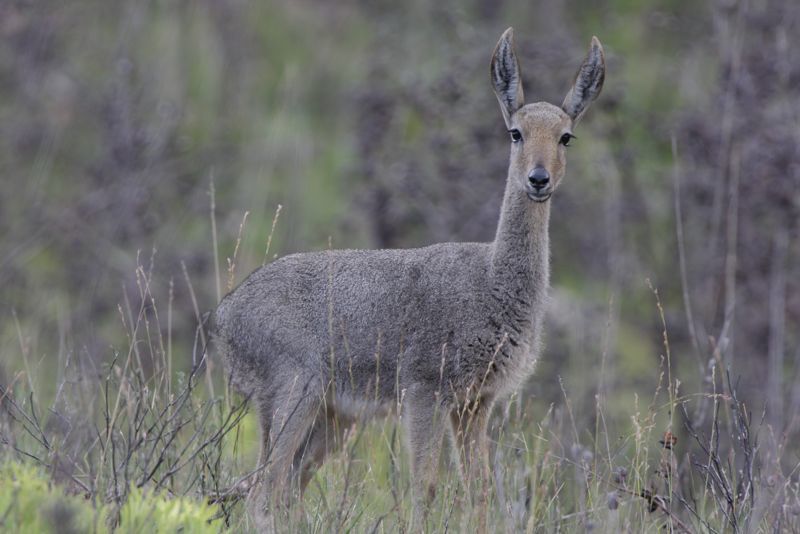 Image of Grey Rhebok