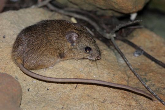 Image of Namaqua Rock Mouse -- Namaqua Micaelamys