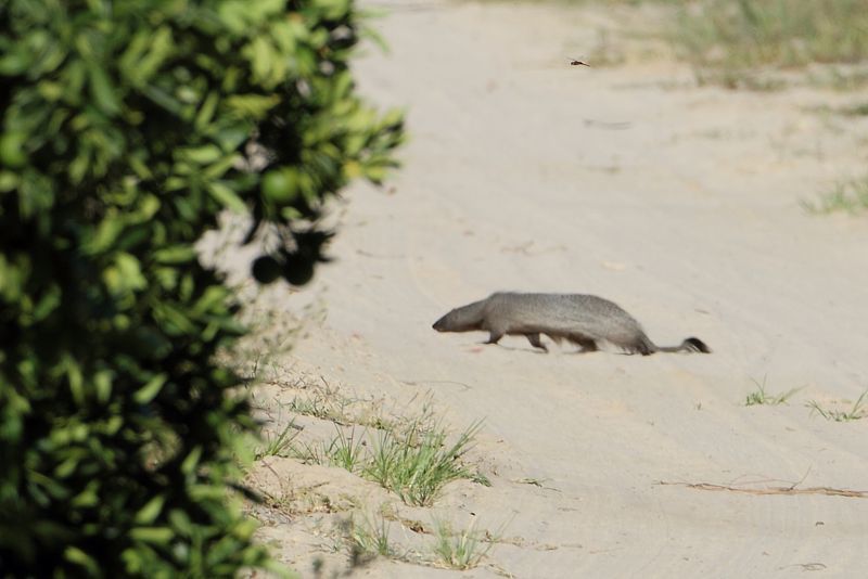 Image of Egyptian Mongoose