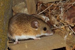 Image of Pygmy Mouse