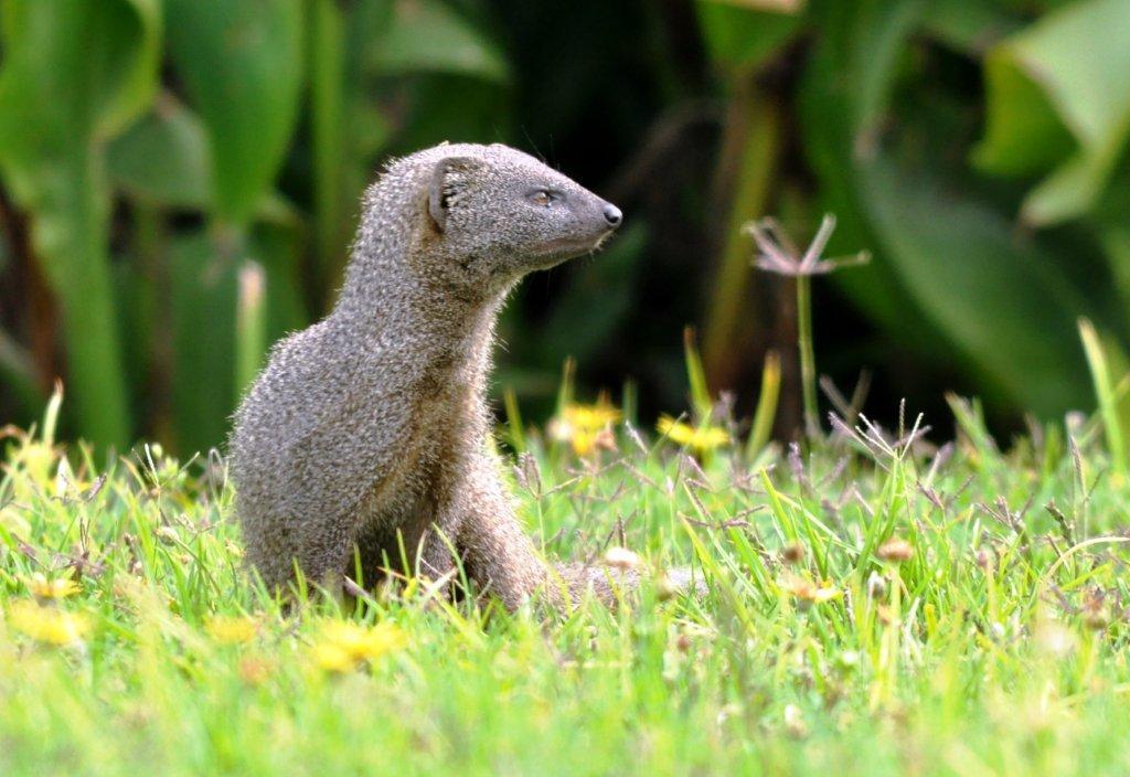 Image of Cape Gray Mongoose -- Small Grey Mongoose