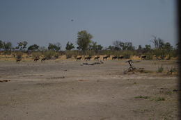 Image of Sable Antelope