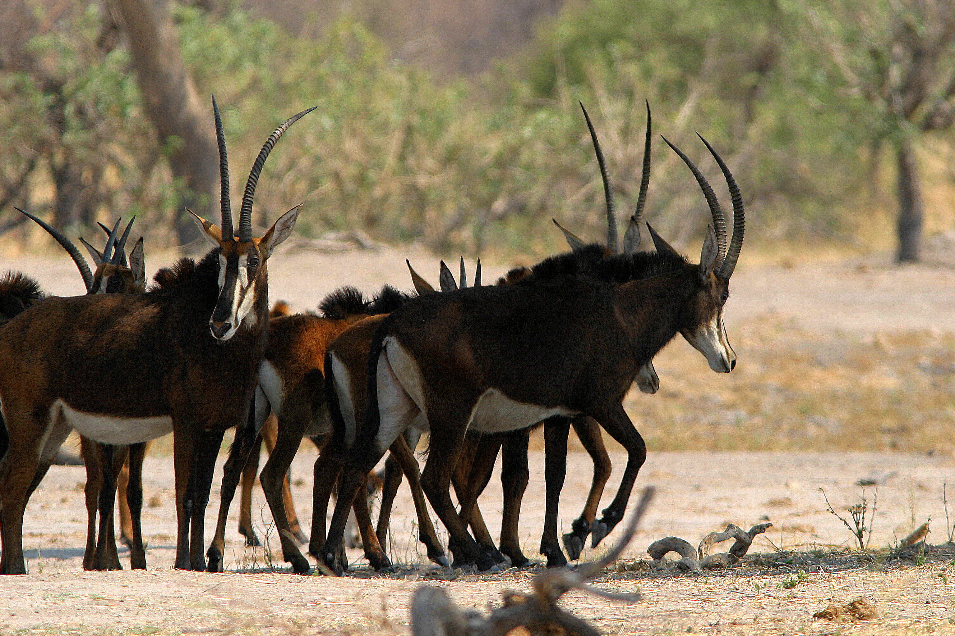 Image of Sable Antelope