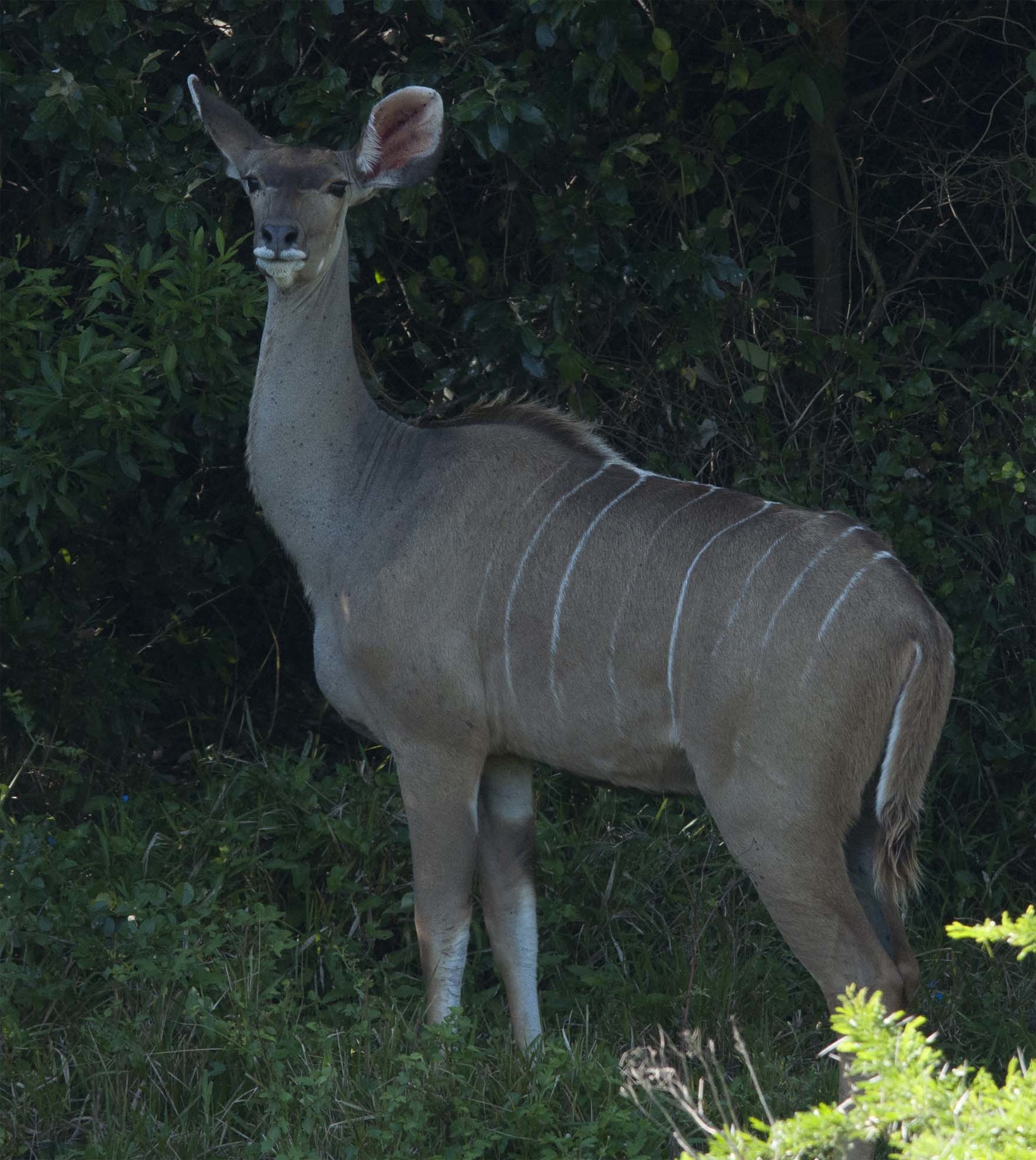 Image of Greater Kudu