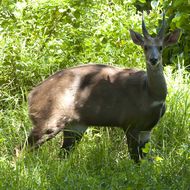 Image of Bushbuck