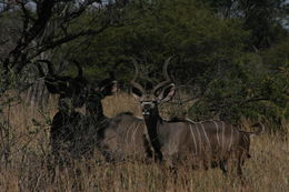 Image of Greater Kudu