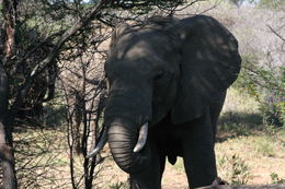 Image of African bush elephant