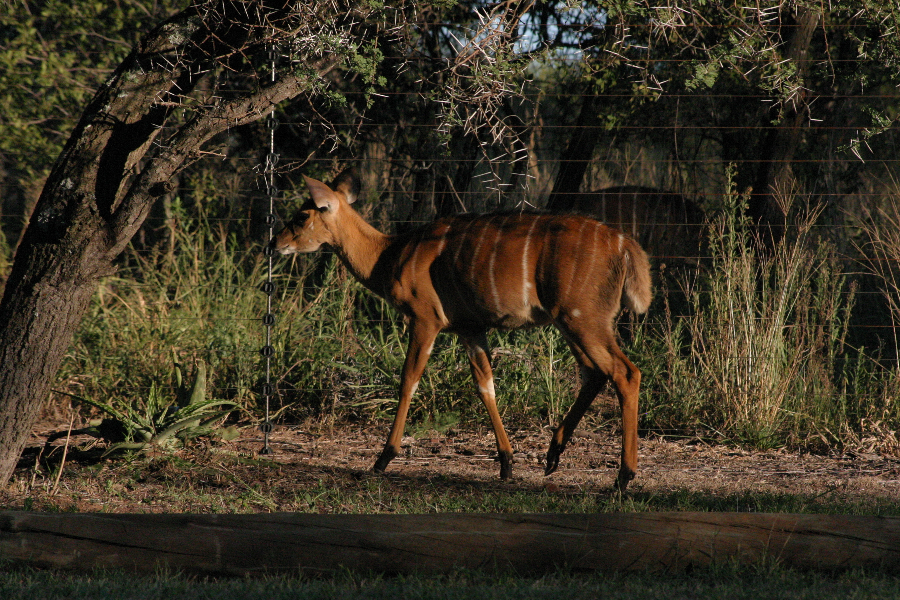 Image of Nyala