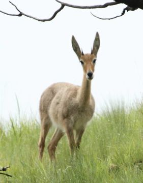 Image of Grey Rhebok