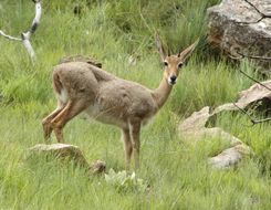 Image of Grey Rhebok