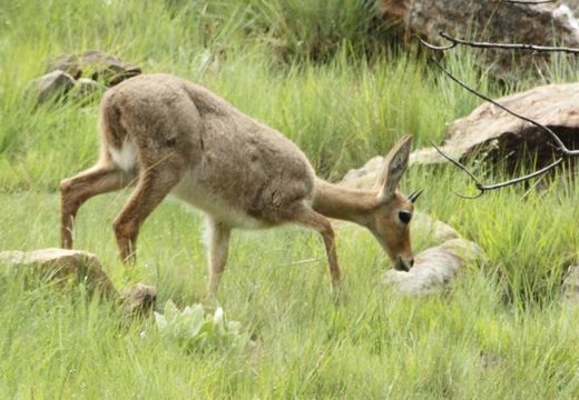 Image of Grey Rhebok