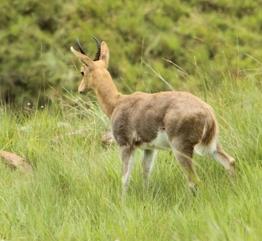 Image of Mountain Reedbuck