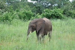 Image of African bush elephant