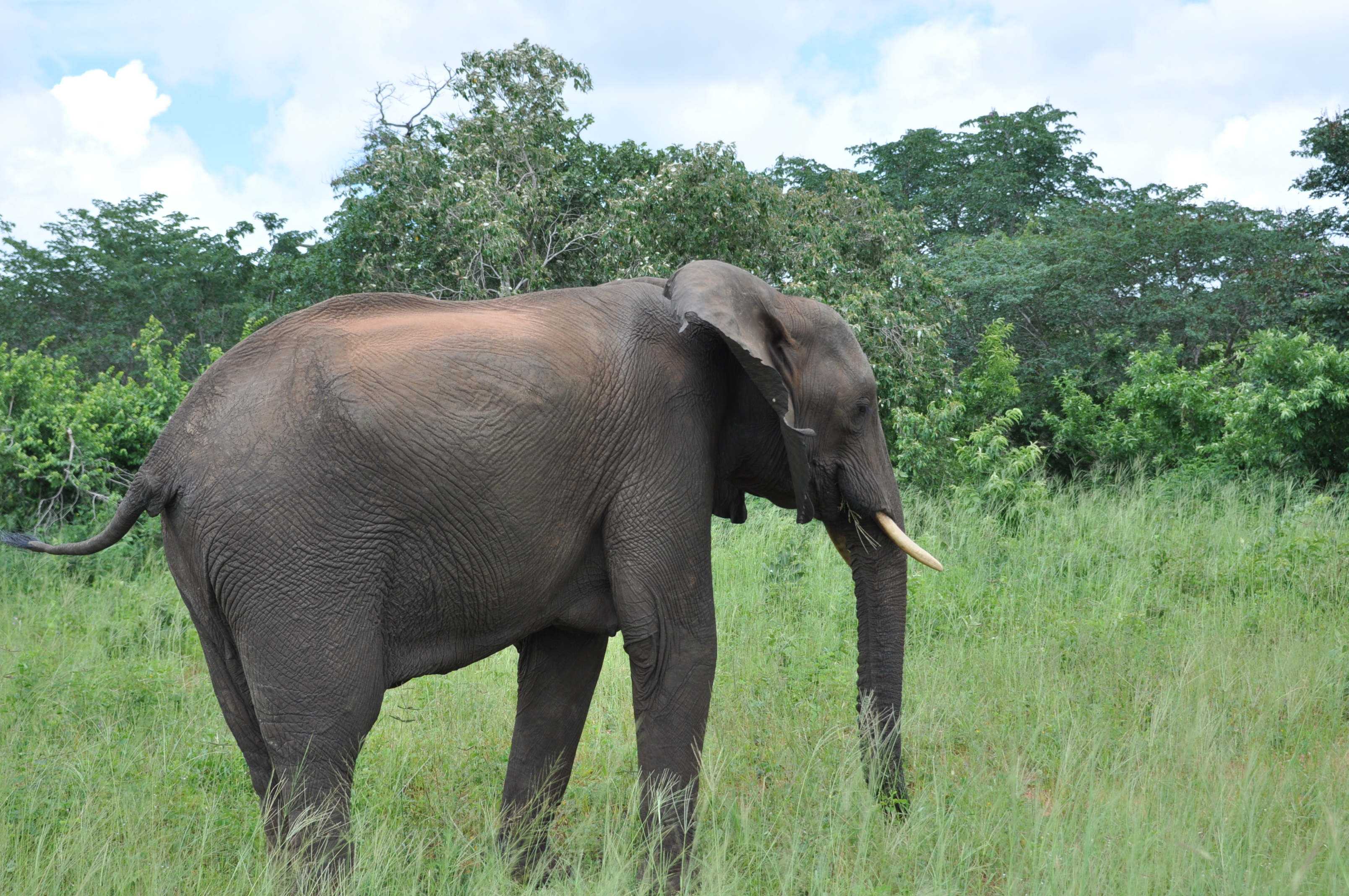 Image of African bush elephant