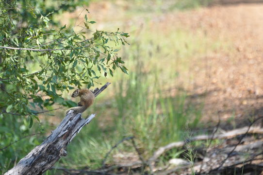 Image of Smith's Bush Squirrel