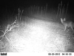 Image of Cape Fox