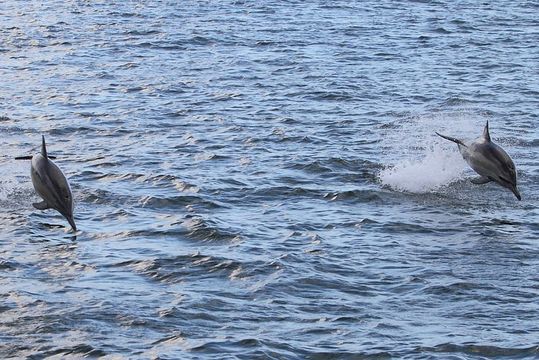 Image of common dolphins