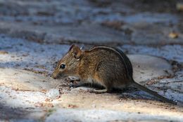 Image of Four-striped Grass Mouse