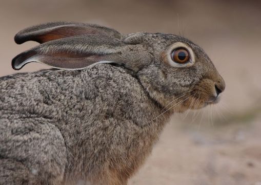 Lepus capensis Linnaeus 1758 resmi