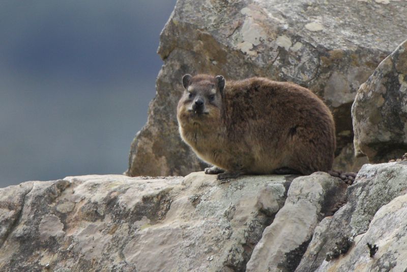 Image of Rock Hyrax