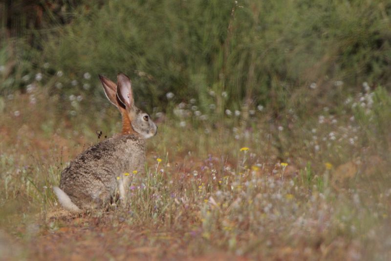 Image of Savannah Hare