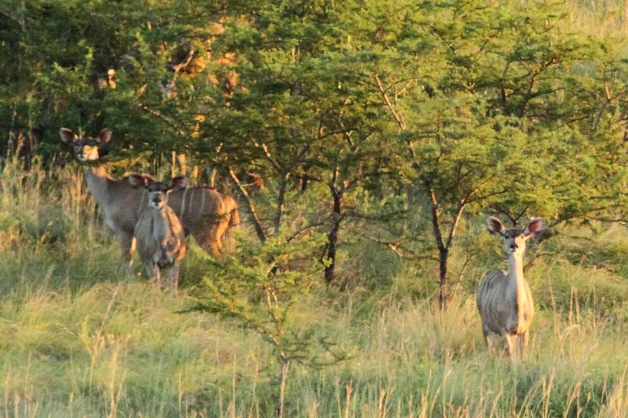 Image of Greater Kudu