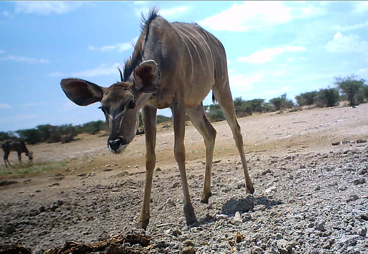 Image of Greater Kudu