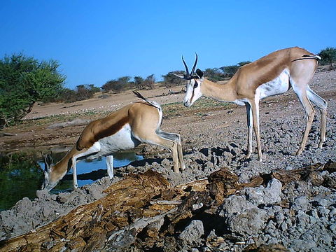 Image of Springbok