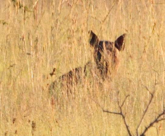 Image of Brown Hyena -- Brown Hyaena