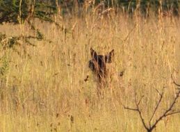 Image of Brown Hyena -- Brown Hyaena