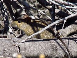 Image of Four-striped Grass Mouse