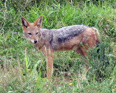 Image de chacal à chabraque