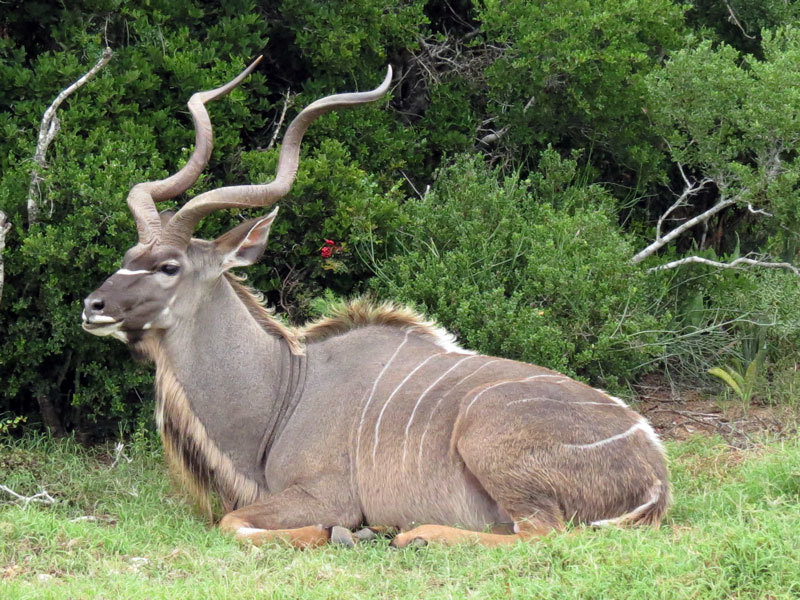 Image of Greater Kudu