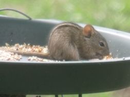 Image of Four-striped Grass Mouse