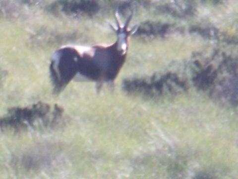 Image of Blesbok