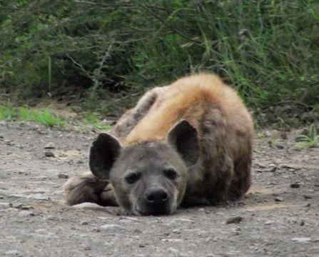 Image of Spotted Hyaenas