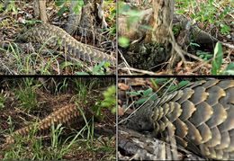 Image of Ground Pangolin -- Pangolin