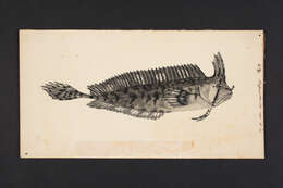 Image of Crested weedfish