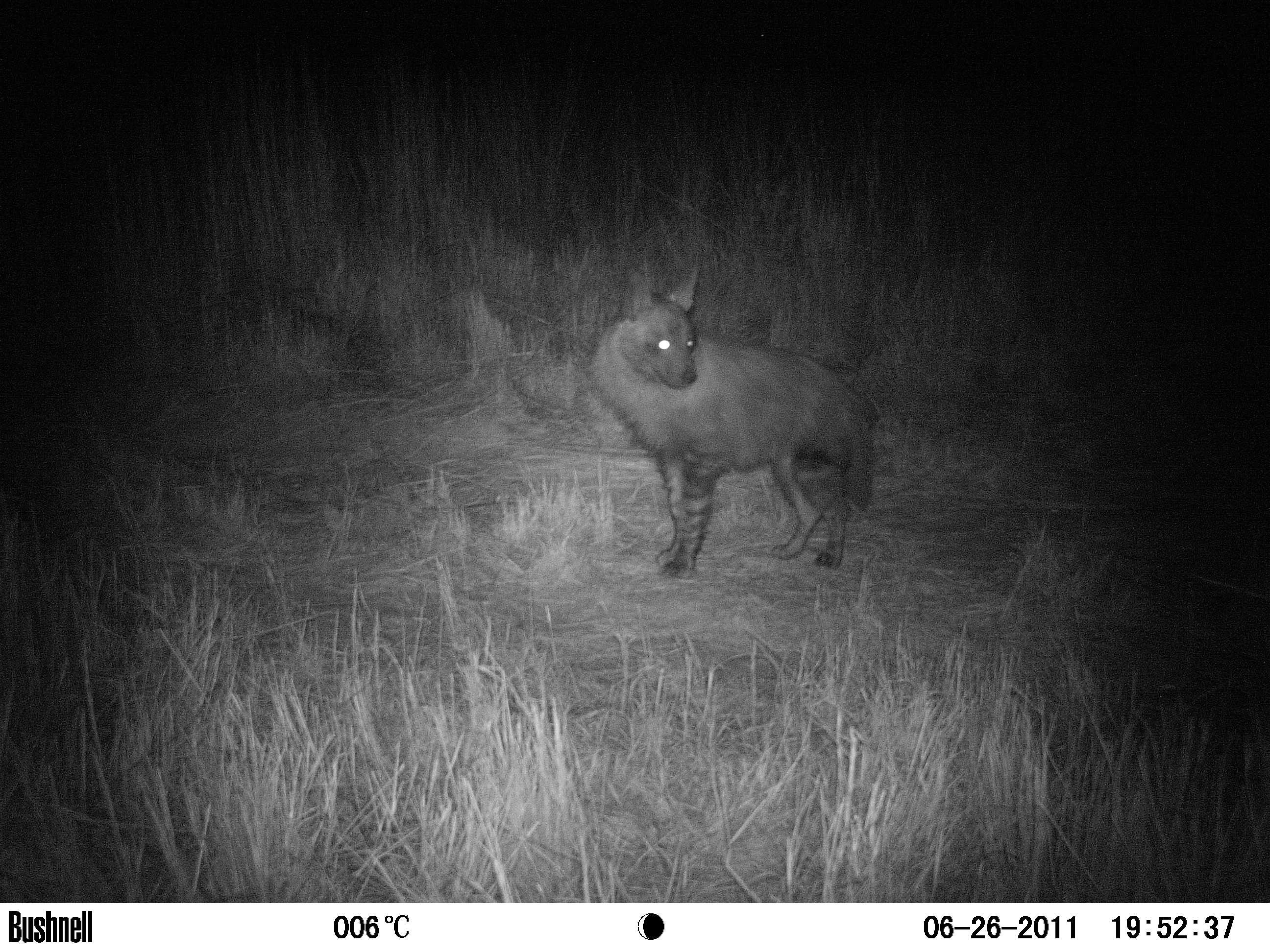 Image of Brown Hyena -- Brown Hyaena