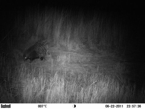 Image of African Porcupine