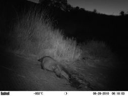 Image of Small-clawed otter