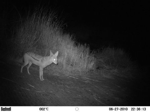 Image of Black-backed Jackal