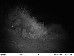 Image of Brown Hyena -- Brown Hyaena