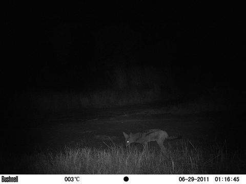 Image of Black-backed Jackal