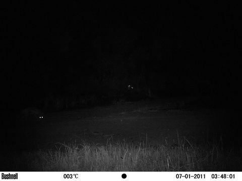 Image of Black-backed Jackal