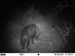 Image of Brown Hyena -- Brown Hyaena