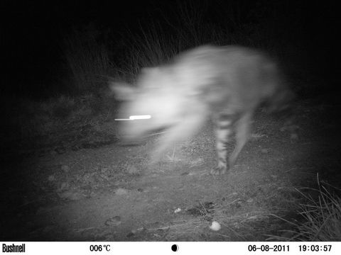 Image of Brown Hyena -- Brown Hyaena