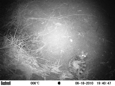 Image of Blotched Genet